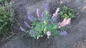 Выращивание многолетнего цветка лофанта тибетского из семян