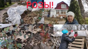 Розы. Укрытие снимаю, но как