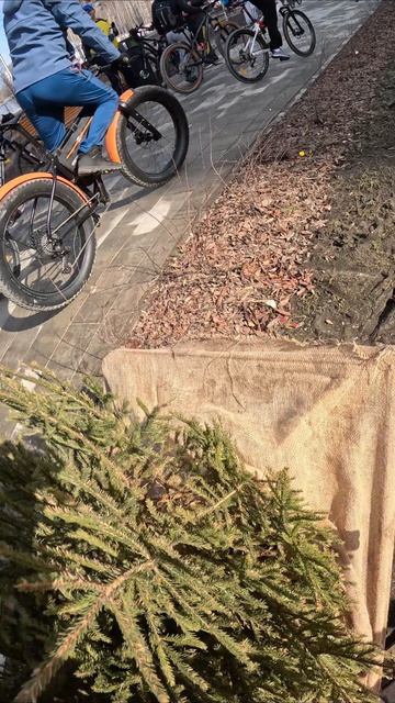 Поднимаю ёлочку, а мне говорят что не надо было #велопоездка #велосипед #Тюмень