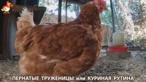 Куриная рутина – что делают куры на выгуле 😂 эпизод (154)