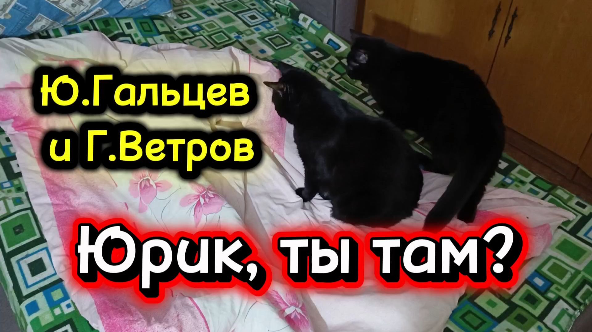 КОШКИ С ОЗВУЧКОЙ. Юмор.