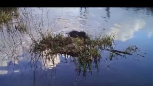 Бобер пловец часть 3