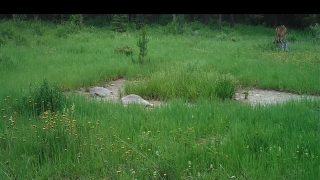 Кричащие рыси. Как кричит рысь в лугу