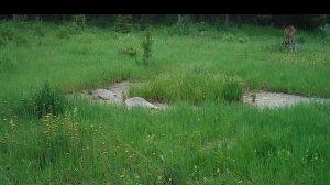 Кричащие рыси. Как кричит рысь в лугу