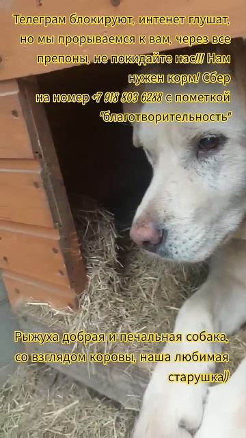 НАС107=106хвостиков  +1человек!