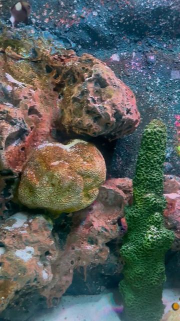 Рыбки в океанариуме ч.24