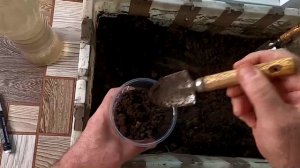 Посев многолетнего цветка примулы