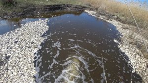 ГИБЕЛЬ РЫБЫ, ЗАМОР. ТОННА ТУХЛОЙ РЫБЫ. КАТАСТРОФА. Мор Рыбы Астраханская область!