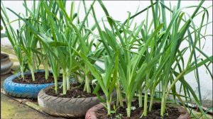 Мой небольшой огород, сделанный из старых шин, обеспечивает овощами всю семью