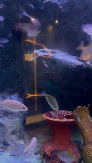 Рыбки в океанариуме ч.21