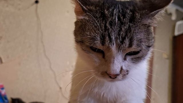 Кошка  доктор