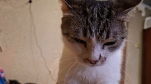 Кошка  доктор