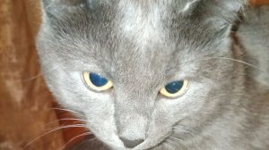 ЯМТК но в чикен