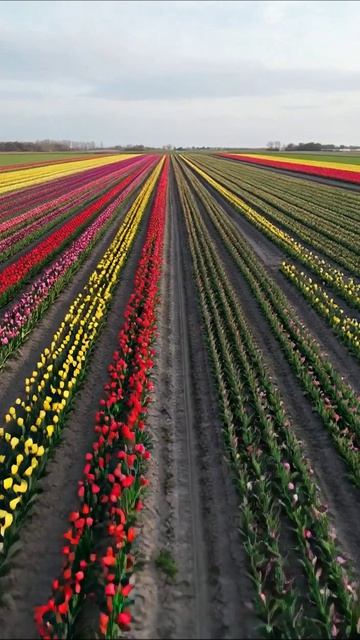 Цветение тюльпанов: яркие поля весны #тюльпаны #природа #весна