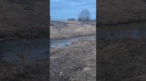 Охота на утку 2026 ( вызаривание)