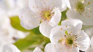 13.04.2026 СП ,,Вязальный переполох. А скоро Весна". Отчёт 7. Апрель м-ц.