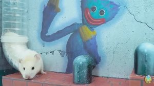 Хомячки играют в домике! Запутанный лабиринт #11