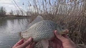 Первый белый Амур на донку, рыбалка весной 2026 на карася