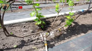 Лучшее удобрение для винограда (29.05.2024) (Видеоблог Давида Алверцяна)