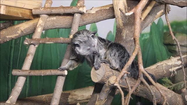 После завтрака малыши бинтуронгов любят поиграть 09.04.2026