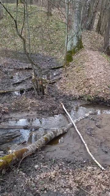 У лесного ручья