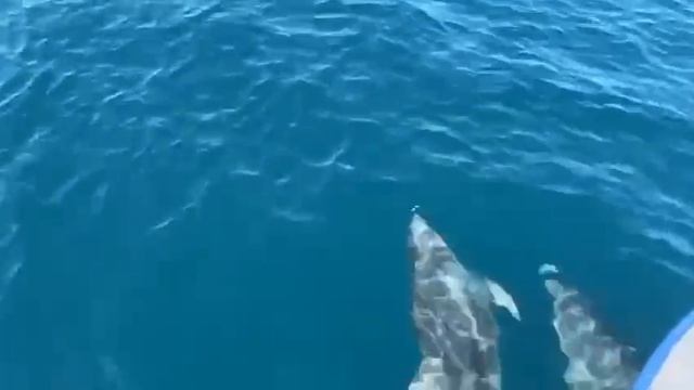 Морские прогулки в Геленджике