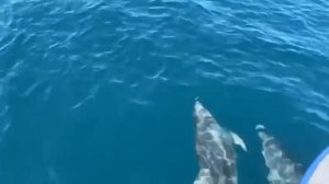 Морские прогулки в Геленджике, встреча с дельфинами