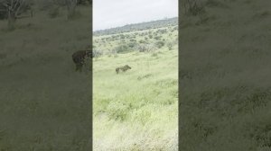 В поисках большой пятерки в Kruger Park.