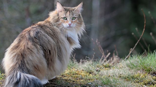 Большие домашние кошки