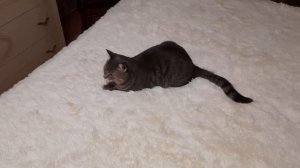 Кошка ШЕЛТИ спустя 1,5 года