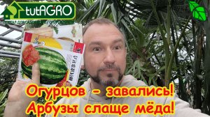 УЖЕ ПОРА! Хотите море огурцов и гору арбузов? Сейте именно так! 3 правила для мощного старта.