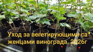 Уход за вегетирующими саженцами винограда 2026г.