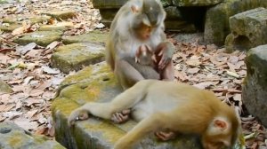 Чуткий сон  baby monkey Levi    1000046458.mp4