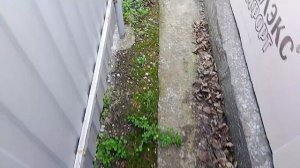 вычистили за домом, посадили семена помидор 🍅