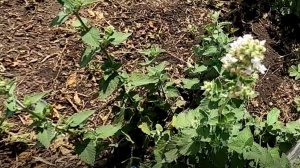 Как вырастить многолетний цветок мелиссу из семян