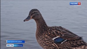 Под Костромой выбрали самую ладную и пригожую подсадную утку