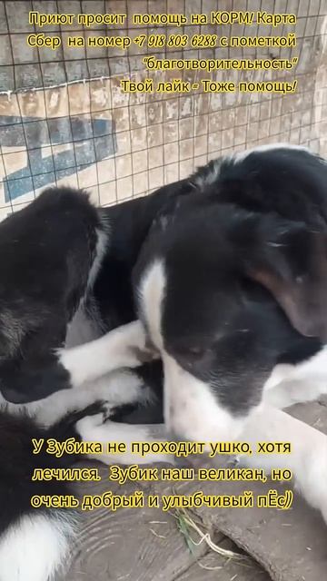 НАС107=106хвостиков  +1человек!