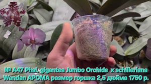 № А47 Phal. gigantea Jumbo Orchids  х schilleriana Wandan АРОМА размер горшка 2,5 дюйма