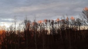 Рыжий закат из моего окна# Верхушки деревьев рыжие, как шубка лисички#
