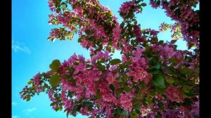 С. Есенин. Я спросил сегодня у менялы...