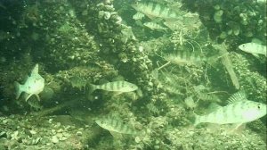 1000015210.mp4Волга гл.2м.13.04.2026г.