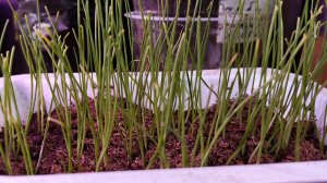 Нужно ли стричь и подкармливать рассаду лука?