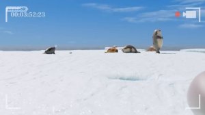 Babies Mirror Their Parents #031ㅣSEALOOKㅣEP.103