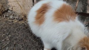 Кормёжка котов бездомных