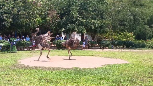 Как танцуют страусы