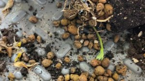 Живой АРОМАТИЗАТОР для ДОМА как Chanel и Gucci [Жасмин Орлеанская дева]