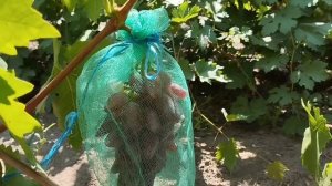 БРАТАН ,Брат Джокера по родительской паре.Очень слабый сеянец.Виноградник Щереденкова В. А.mp4