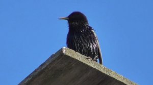 Скворец. Весенняя песня скворца.