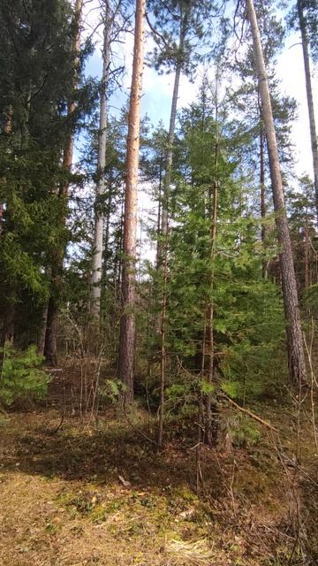 Пение птиц в весеннем лесу