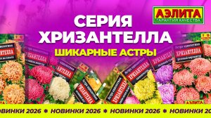 Уникальная романтичная серия семян АСТРЫ - ХРИЗАНТЕЛЛА! Новинка сезона 2026!